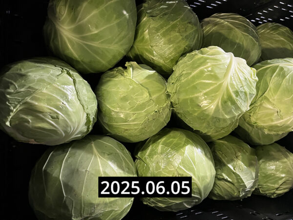 Új fejes káposzta - Image 3