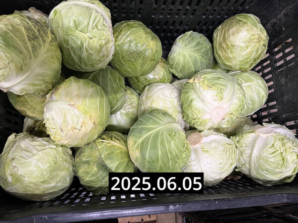 Új fejes káposzta - Image 2